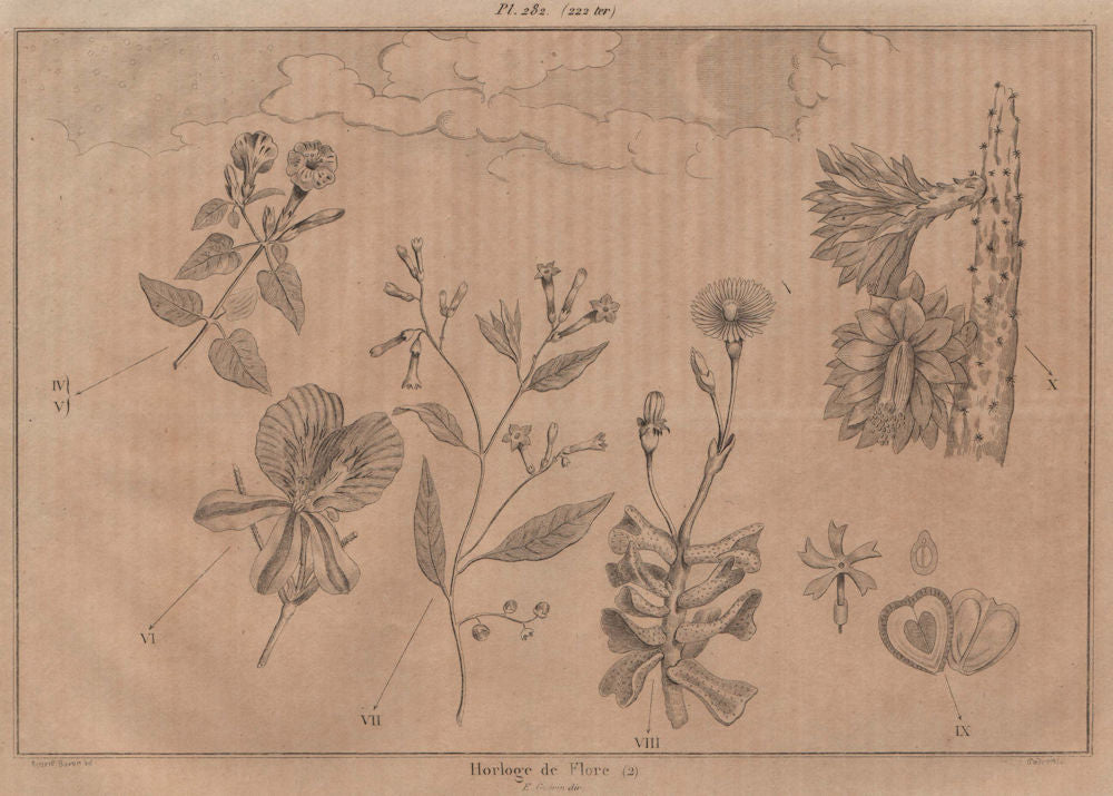 LINNAEUS' FLOWER CLOCK. Horloge de Flore II. Horologium Florae 1834 old print